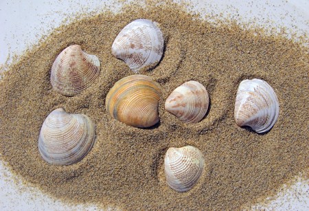 Seashells on sandの写真素材