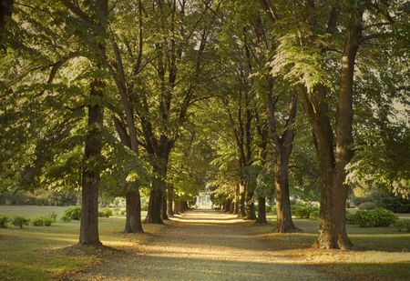 Autumnal pathway