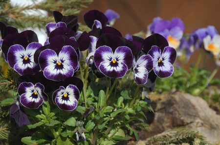 Viola tricolor flowersの写真素材