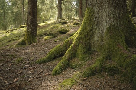 Moss covered pine tree logの写真素材