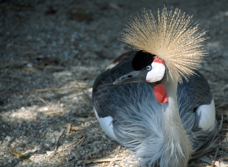 Black crowned craneの写真素材
