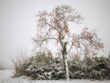 Winter persimmon tree covered in snowの写真素材