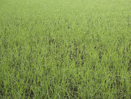 Wet grass field