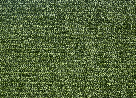 Plastic ivy backgroundの写真素材