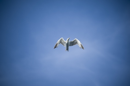 Flying seagull viewed from below, on natural sky