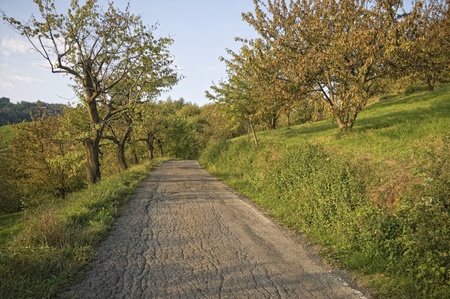 Cherry tree orchard during late summerの写真素材