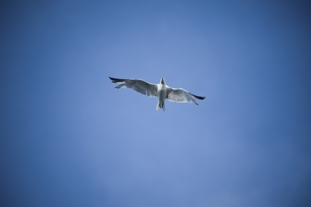 Flying seagull viewed from below on natural sky