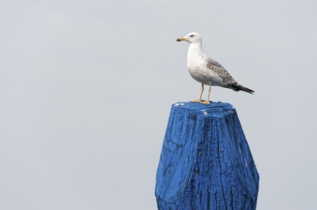 Scout seagull on a bollardの写真素材