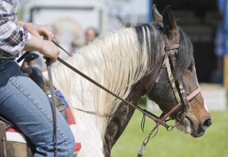 Raider and horse detail