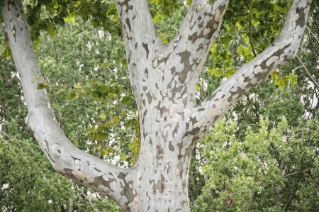 Detail of a platanus tree mottled barkの写真素材