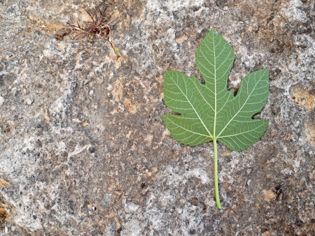 Fig leaf on rockの写真素材