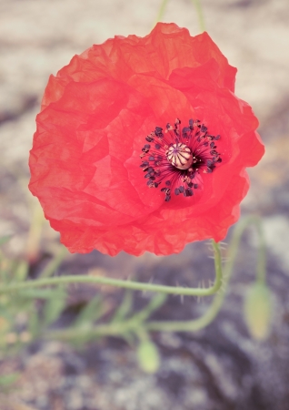 Poppy closeupの写真素材