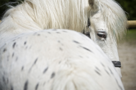 White spotted horse looking behindの写真素材