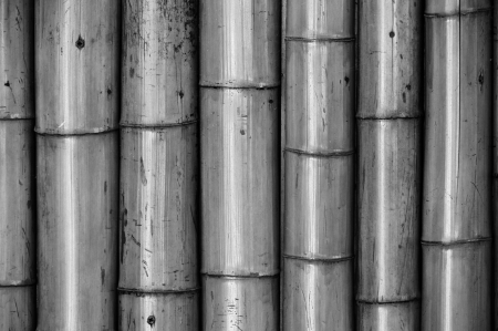 Bamboo wall, black and white の写真素材