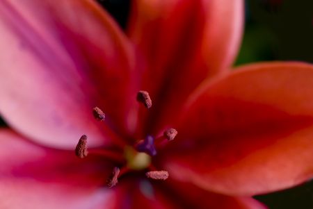 Red Lily With Focus on Stamen Ringの写真素材