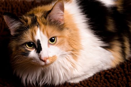 A sharp, detailed closeup of a beautiful female calico cat looking at you.の写真素材