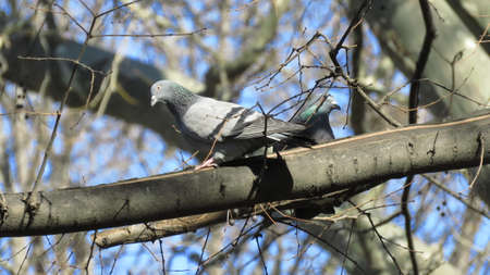 Pretty birds, God's creation, in their natural environment. Seen in Tsar Simeon's Garden park, in Plovdiv, Bulgaria, on a sunny winter day.の写真素材