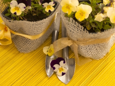 spring flowers with gardening toolsの写真素材