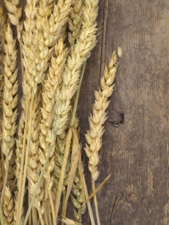 wheat の写真素材