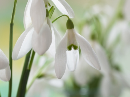 beautiful snowdrops, concept of beginning の写真素材