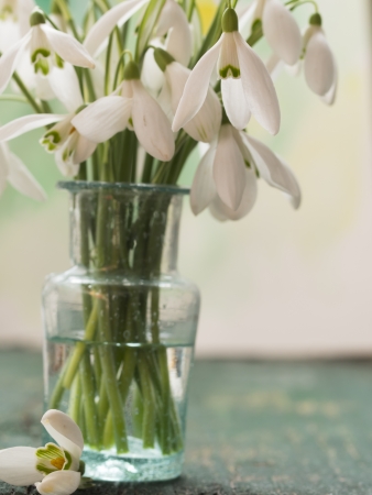 beautiful snowdrops, concept of beginning の写真素材