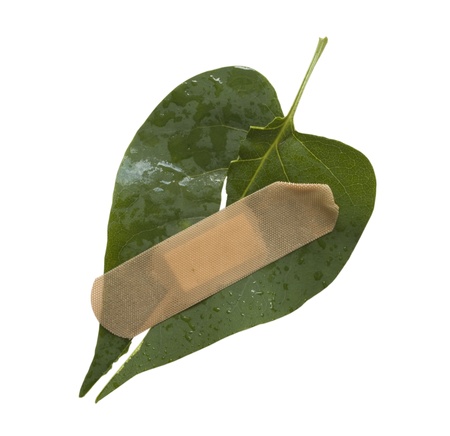 wounded and suffering leafの写真素材