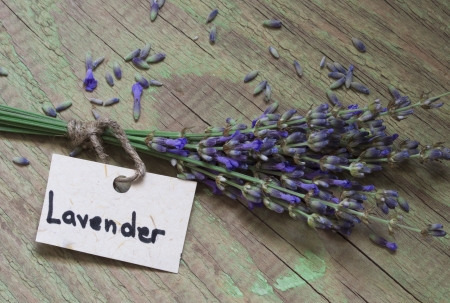 lavenderの写真素材