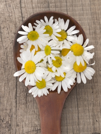 fresh chamomile flowersの写真素材