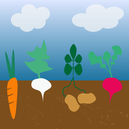 root vegetablesのイラスト素材