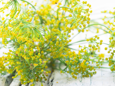 fennel flowers