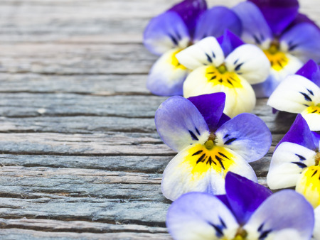 beautiful violetsの写真素材
