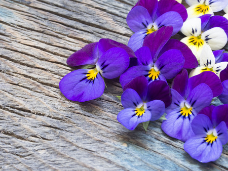 beautiful violetsの写真素材