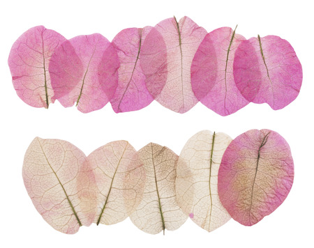 macro leaves isolated