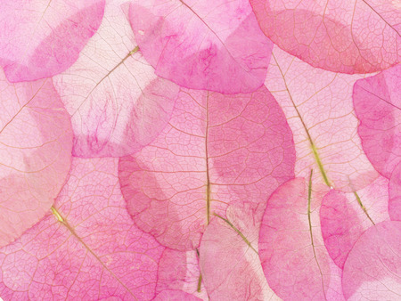 macro leavesの写真素材
