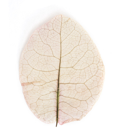 macro leaf isolatedの写真素材