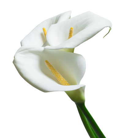 beautiful calla flowersの写真素材