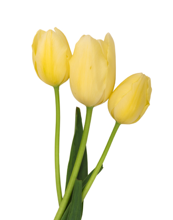 Yellow tulipsの写真素材