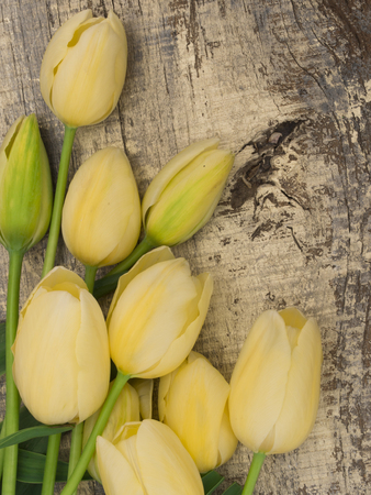 Yellow tulipsの写真素材