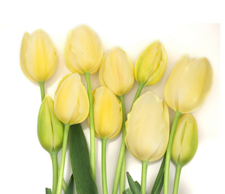 Yellow tulipsの写真素材