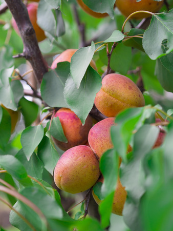 apricots on the treeの写真素材
