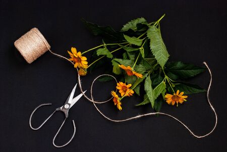 Heliopsis sunflower flower with scissors and rope to create a bouquet on a black background. Copy space, flat lay, place for text. Harvesting cards, congratulation, holiday, banner. View from aboveの写真素材