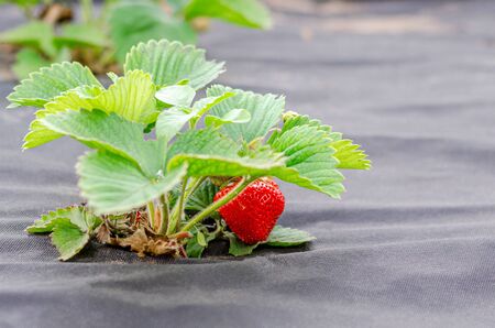 Strawberry bushes with ripe berries are planted on agrofibre. Agriculture concept and modern technology, greenhouse. Close up, copy space, place for text.の写真素材