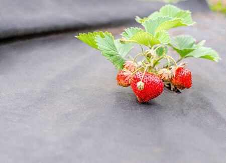 Strawberry bushes with ripe berries are planted on agrofibre. Agriculture concept and modern technology, greenhouse. Close up, copy space, place for text.の写真素材