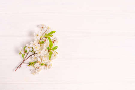 Colored eggs for Easter with branches of blossoming cherry on a blue background. Flat lay, blank for postcard, banner, copy space. Top view,の写真素材