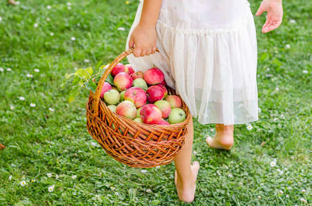 A little girl is holding apples in her hands while sitting on the grass with a basket. The concept...