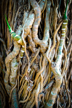 Old Wood Tree Texture Backgroundの写真素材