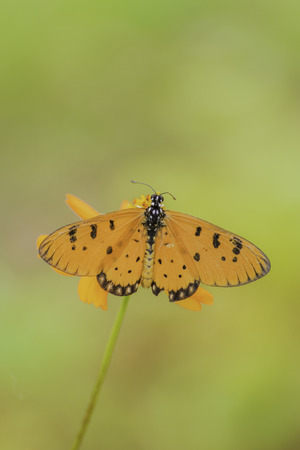 Closeup butterfly on flowerの写真素材