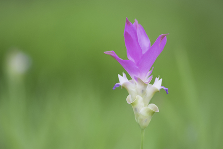 Flower Siam Tulip bloomingの写真素材