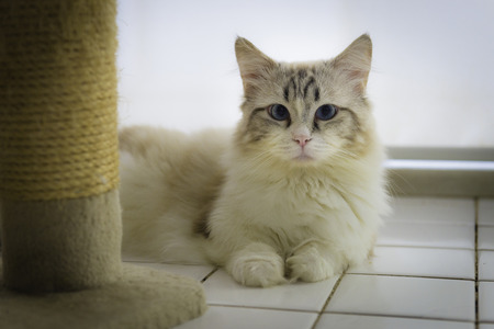 Cat looking.の写真素材