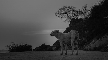 Abandon Black and White Dog walk alone but you never walk alone.の写真素材